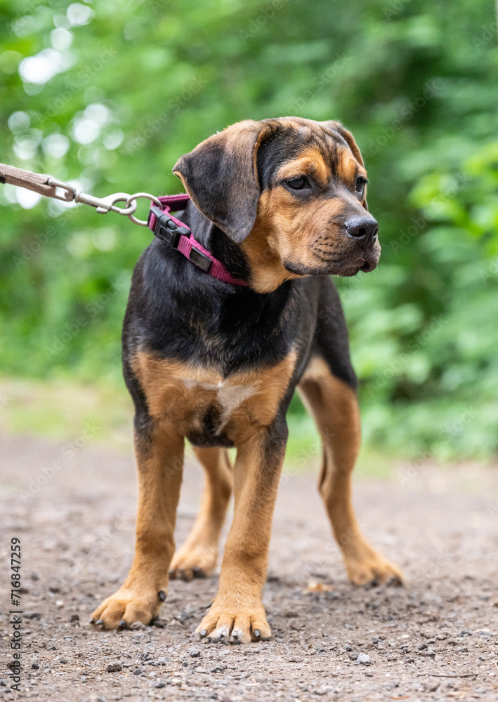 Rottweiler Labrador Mix puppy baby guard dog relaxing outdoors Mixed breed dog Close-up Rottweiler Labrador Mix puppy baby guard dog relaxing outdoors Mixed breed dog Close-up
