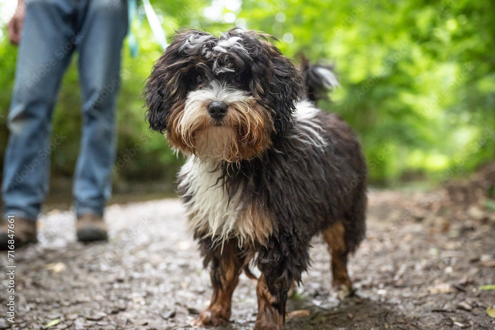 Old English Sheepdog Bobtail running free in nature outdoor Old English Sheepdog Bobtail running free in nature outdoor