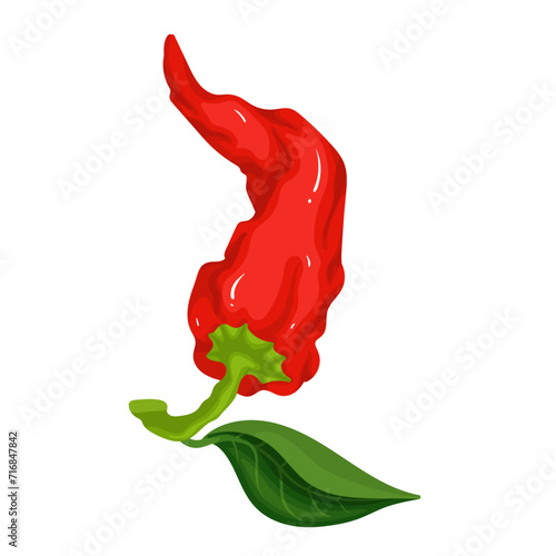 A pod of ripe red chili pepper. Vector graphics.