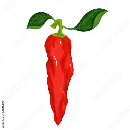 A pod of ripe red chili pepper. Vector graphics.