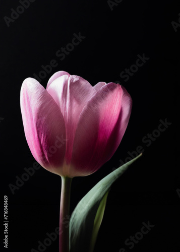 A radiant pink tulip blooms against a dark backdrop, highlighting its vibrant petals and delicate structure