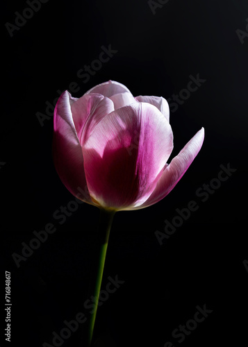 A radiant pink tulip blooms against a dark backdrop  highlighting its vibrant petals and delicate structure