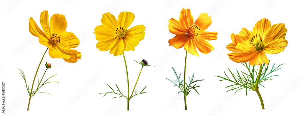 Isolated yellow flower cosmos bloom on white
Isolated yellow flower cosmos bloom on white
