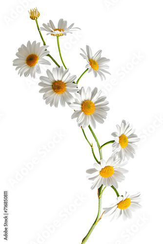 Daisy flower branch on white