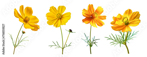 Isolated yellow flower cosmos bloom on white
