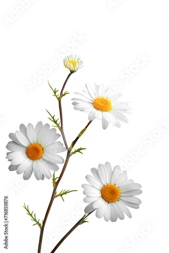 Daisies flower isolated on white background
