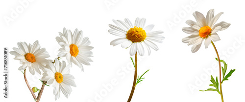 Set of daisies isolated on white background photo