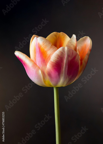A radiant pink, orange and white tulip blooms against a dark backdrop, highlighting its vibrant petals and delicate structure