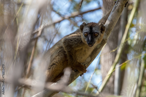 red fronted lemur in kirindy dry forest, Madagascar