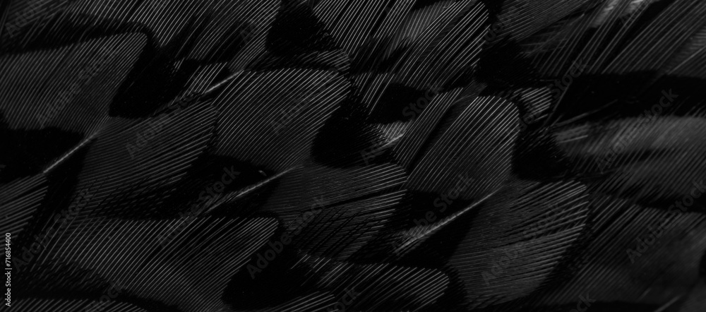 black feathers with an interesting pattern. background - obrazy, fototapety, plakaty 