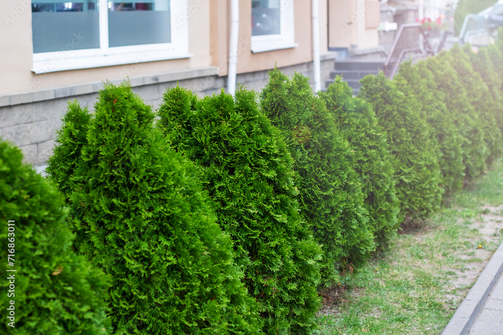 Fototapeta premium Row of green bushes by the curb