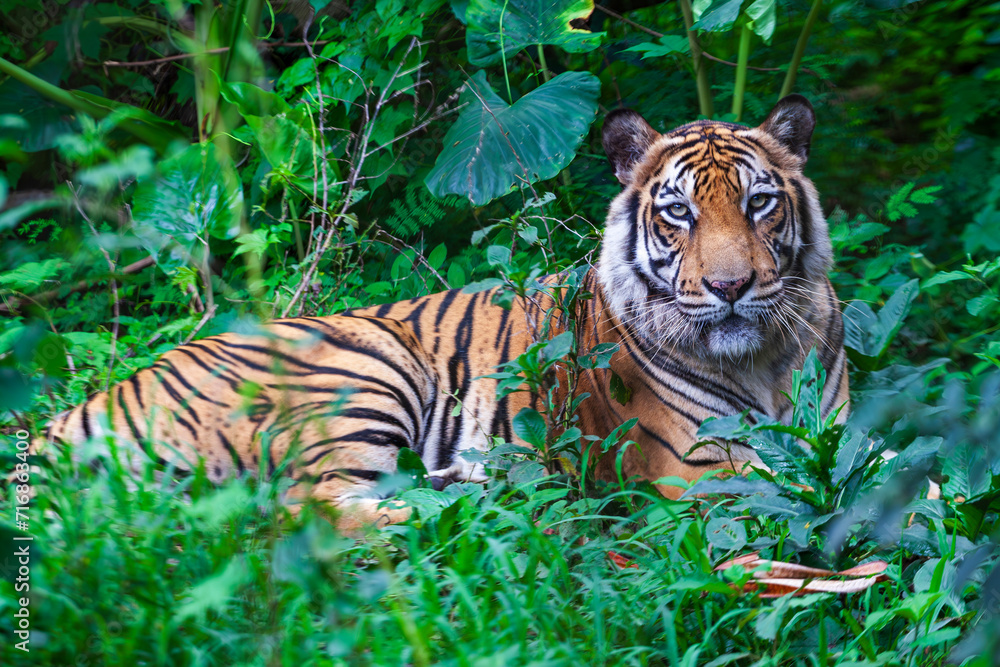 Sumatran Tiger in the forest, Panthera tigris altaica Sumatran Tiger in the forest, Panthera tigris altaica