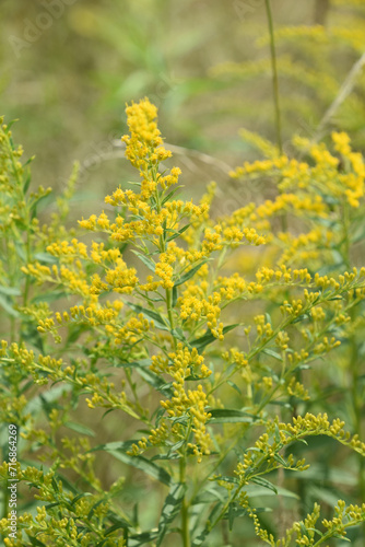 Pretty Goldenrod Flowering and Blooming in a Field