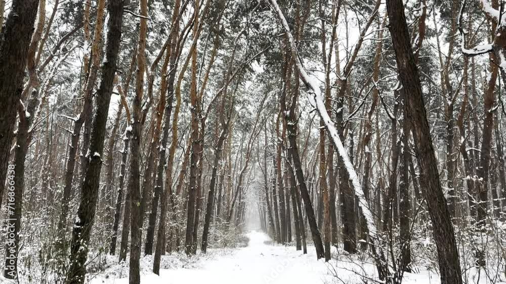 View to long snowy trail at winter woodland. Snow-covered branches of pine at wild forest. Beautiful nature landscape at background. Slow motion View to long snowy trail at winter woodland. Snow-covered branches of pine at wild forest. Beautiful nature landscape at background. Slow motion