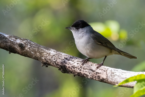 Blackcap photo