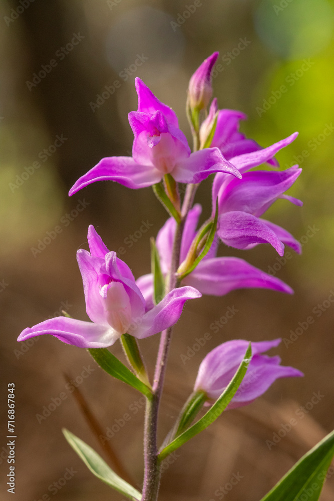 Vibrant Orchis Langei Flowers in Natural Habitat Vibrant Orchis Langei Flowers in Natural Habitat