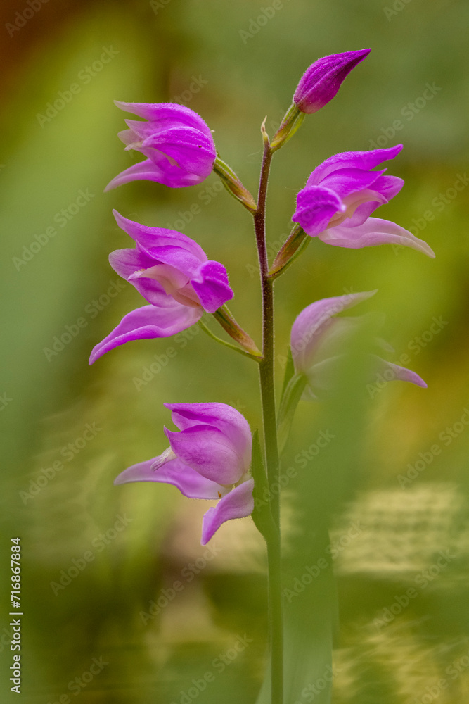 Vibrant Orchis langei Blooms in Natural Habitat Vibrant Orchis langei Blooms in Natural Habitat