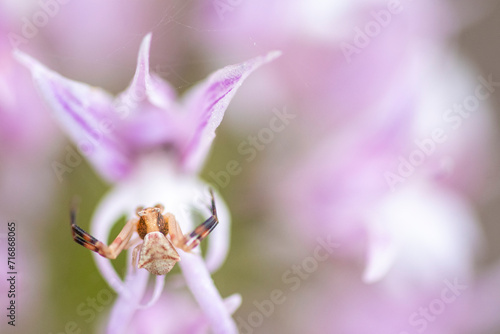 Crab Spider on Orchis x Vibonae Flower photo