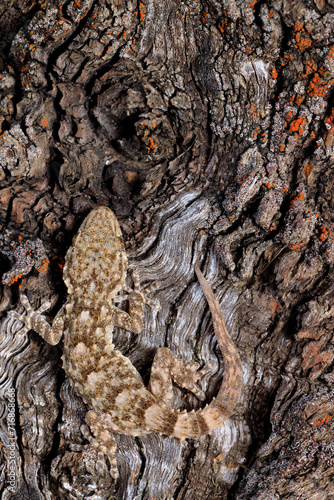 Camouflaged Gecko on a Textured Tree Bark photo