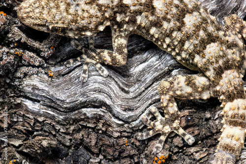 Camouflaged common gecko on textured bark photo
