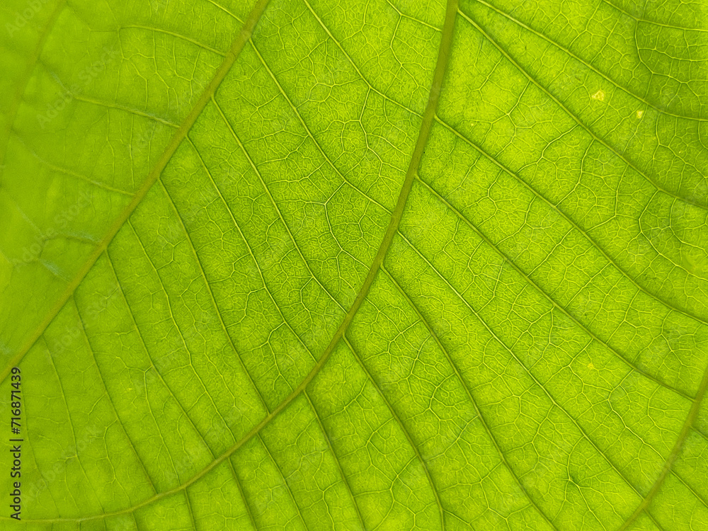 Vivid Macro View of Fresh Green Leaf Texture in Nature's Botanical Garden, showcasing intricate patterns and details