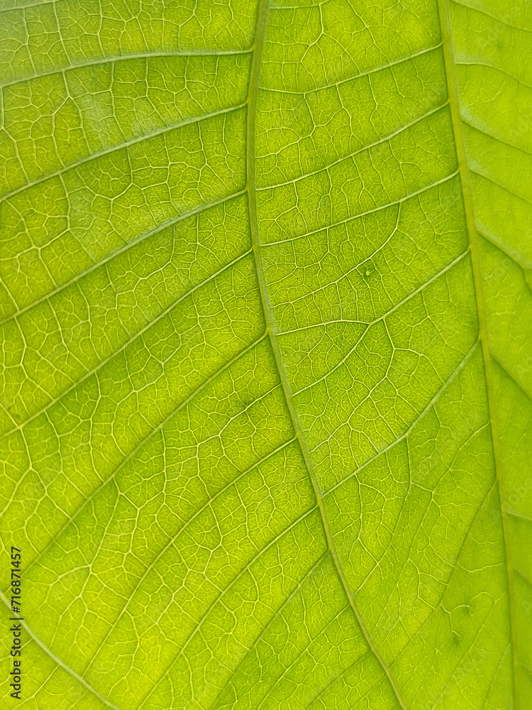 Vivid Macro View of Fresh Green Leaf Texture in Nature's Botanical Garden, showcasing intricate patterns and details Vivid Macro View of Fresh Green Leaf Texture in Nature's Botanical Garden, showcasing intricate patterns and details