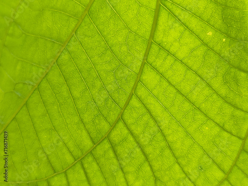 Vivid Macro View of Fresh Green Leaf Texture in Nature's Botanical Garden, showcasing intricate patterns and details