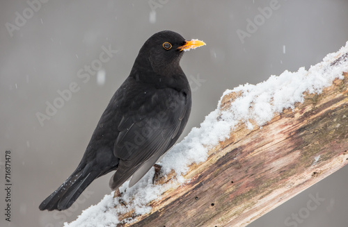 Common blackbird - adult male in winter at a wet forest