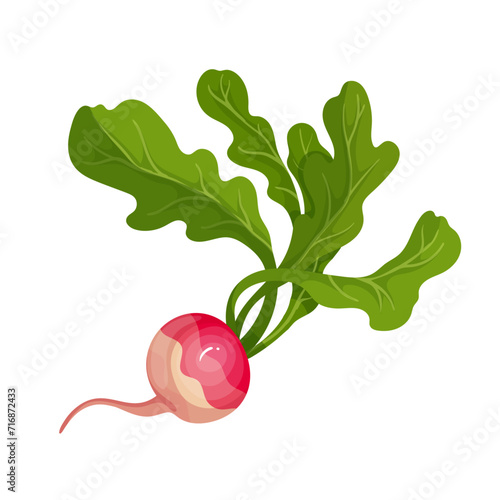 Ripe pink radish root vegetable. Vector graphics.