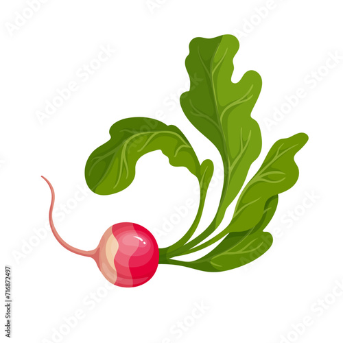 Ripe pink radish root vegetable. Vector graphics.