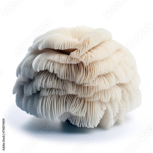 white mushroom lions mane isolated on white  photo