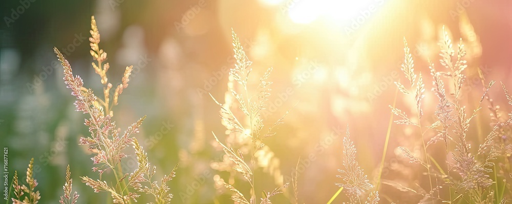 Meadow graced with grass nature meets summer sun sunlight casting glow on every plant yellow hues in field at sunset landscape backdrop to autumn charm sunny days - obrazy, fototapety, plakaty 