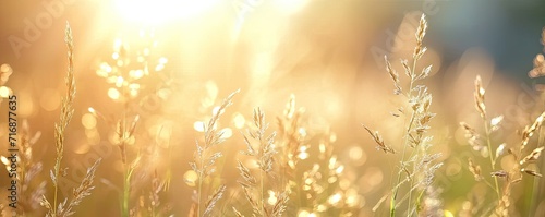 Meadow graced with grass nature meets summer sun sunlight casting glow on every plant yellow hues in field at sunset landscape backdrop to autumn charm sunny days