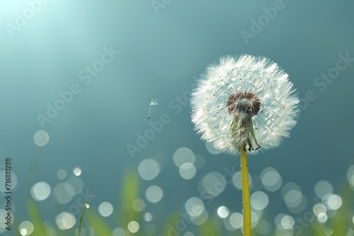 airy dandelion flower on a blue background with empty space for text. Spring flower allergy season photo