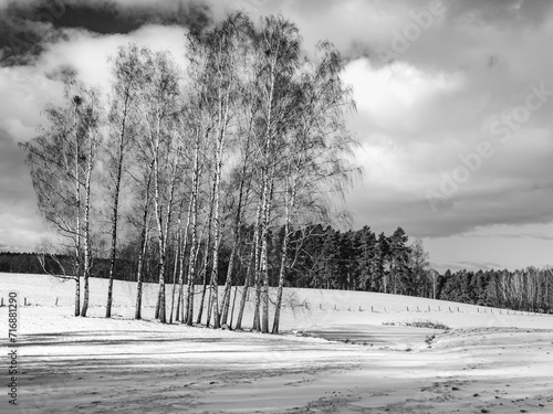 Zimowe Brzozy. © Czesaw