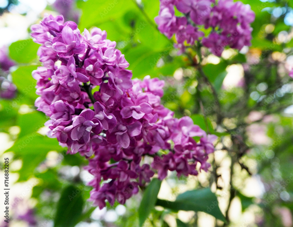 A lilac branch grows on a tree on a sunny spring day. calendar, april, poster A lilac branch grows on a tree on a sunny spring day. calendar, april, poster