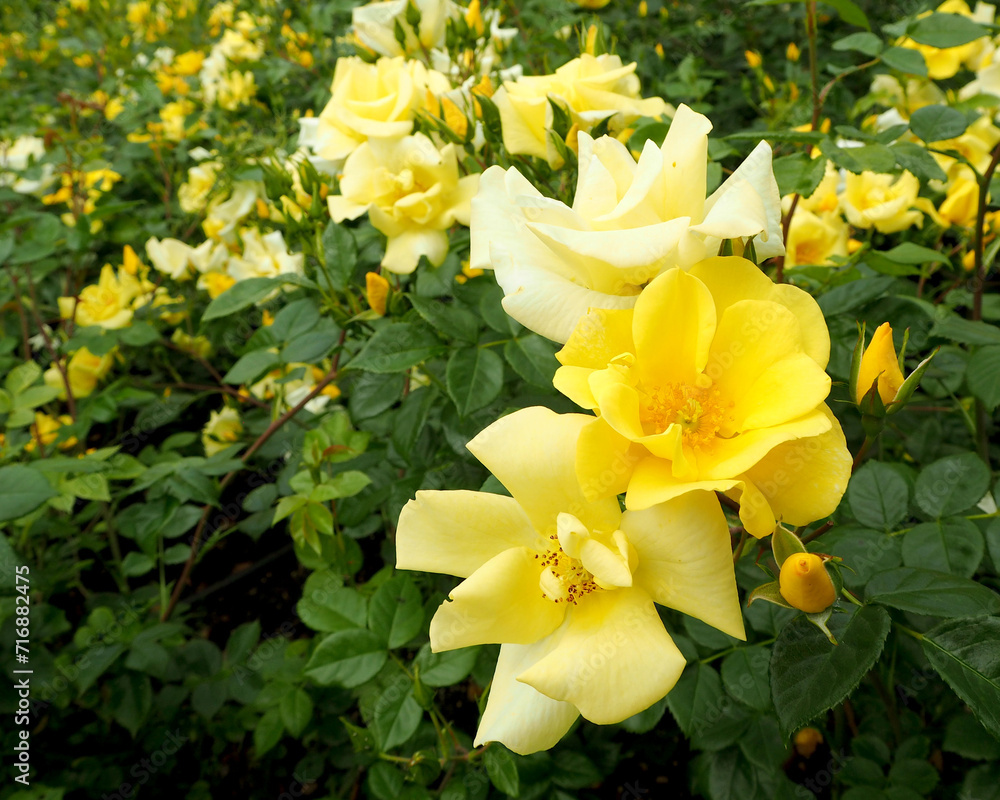 many large bright yellow rose buds with green leaves grow in a rose garden on a summer day. side view. postcard. calendar . nature many large bright yellow rose buds with green leaves grow in a rose garden on a summer day. side view. postcard. calendar . nature