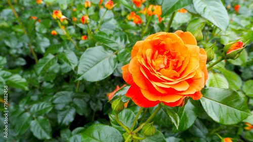 close up of a large bright orange rose bud growing in a park against a background of green leaves on a summer day. side view. postcard. calendar . nature. copy space
