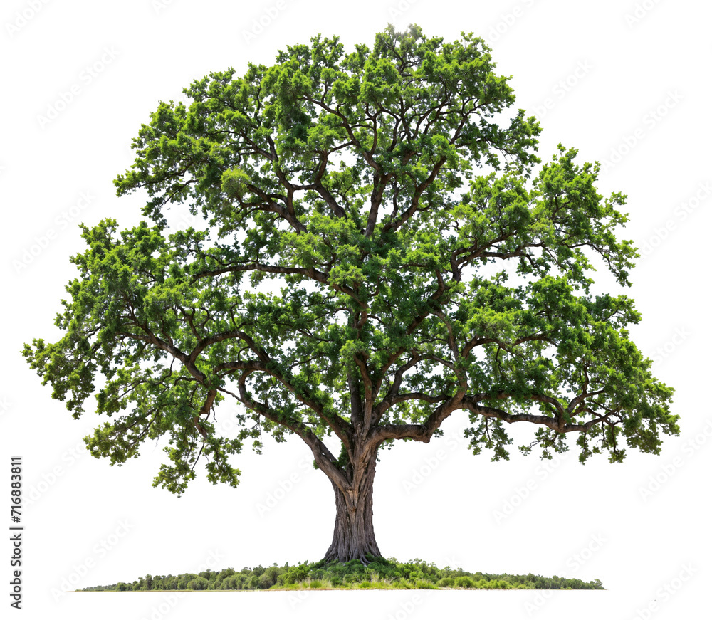 big tree PNG file removed original background big tree PNG file removed original background