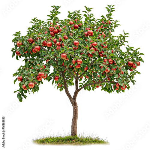 high quality apple tree PNG transparent background for drag and drop 
