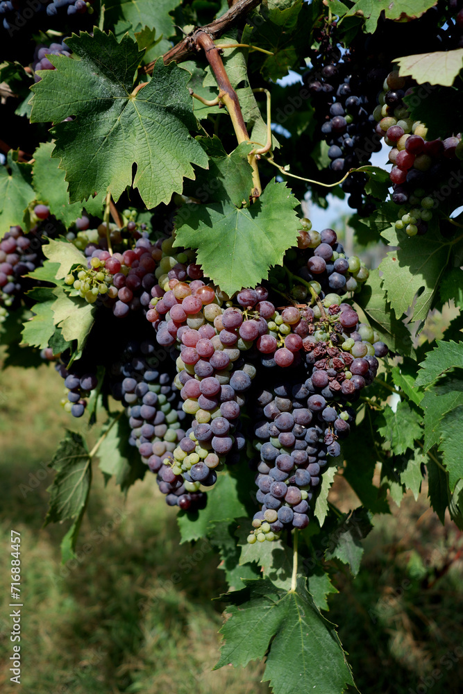 Red grapes on the vine