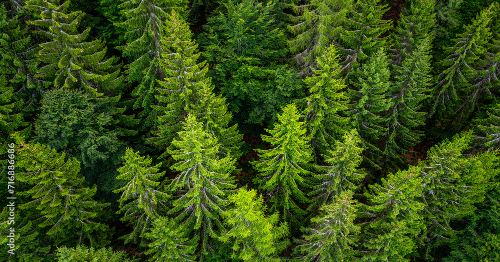 Black forest aerial treetop panorama from a suspension bridge in Bad Wildbad Germany on a summer evening. European silver fir trees (Abies alba). Wide angle perspective from above with plunging lines. - obrazy, fototapety, plakaty 