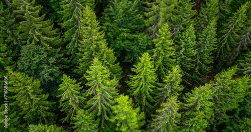 Black forest aerial treetop panorama from a suspension bridge in Bad Wildbad Germany on a summer evening. European silver fir trees (Abies alba). Wide angle perspective from above with plunging lines.