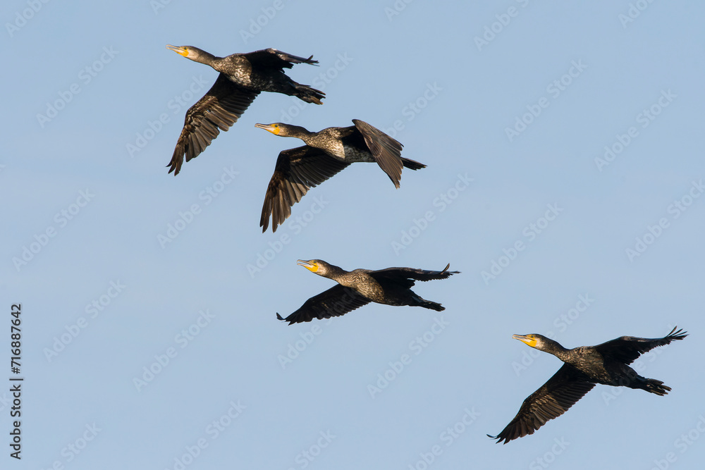 Obraz premium Kormorane im Flug in der Abendsonne 