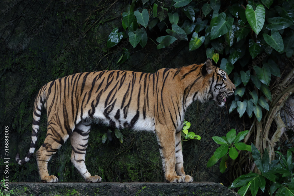 Close up Indochinese tiger is beautiful animal and dangerous in forest Close up Indochinese tiger is beautiful animal and dangerous in forest