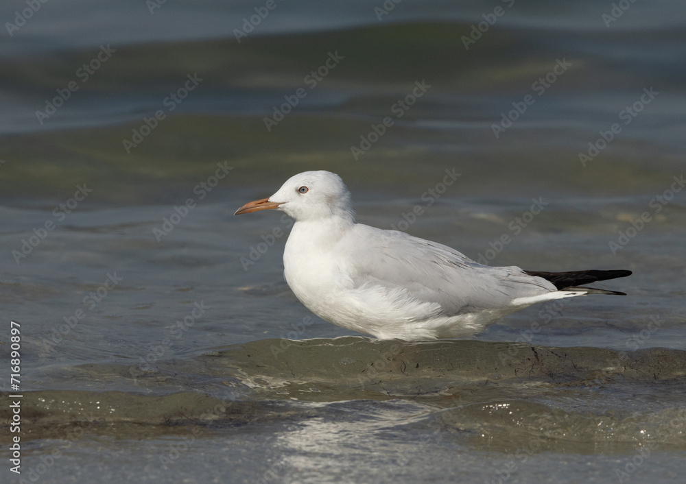 Closeup of a Slender-billed gull at Busaiteen coast of Bahrai Closeup of a Slender-billed gull at Busaiteen coast of Bahrai