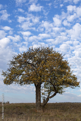 Lonely tree on a hill under a blue sky with beautiful clouds