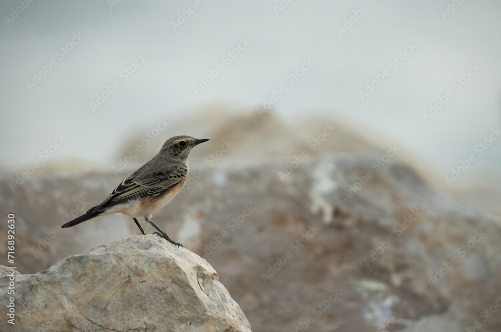 Pied wheatear perched on limestone boulders at Busaiteen, Bahrain Pied wheatear perched on limestone boulders at Busaiteen, Bahrain