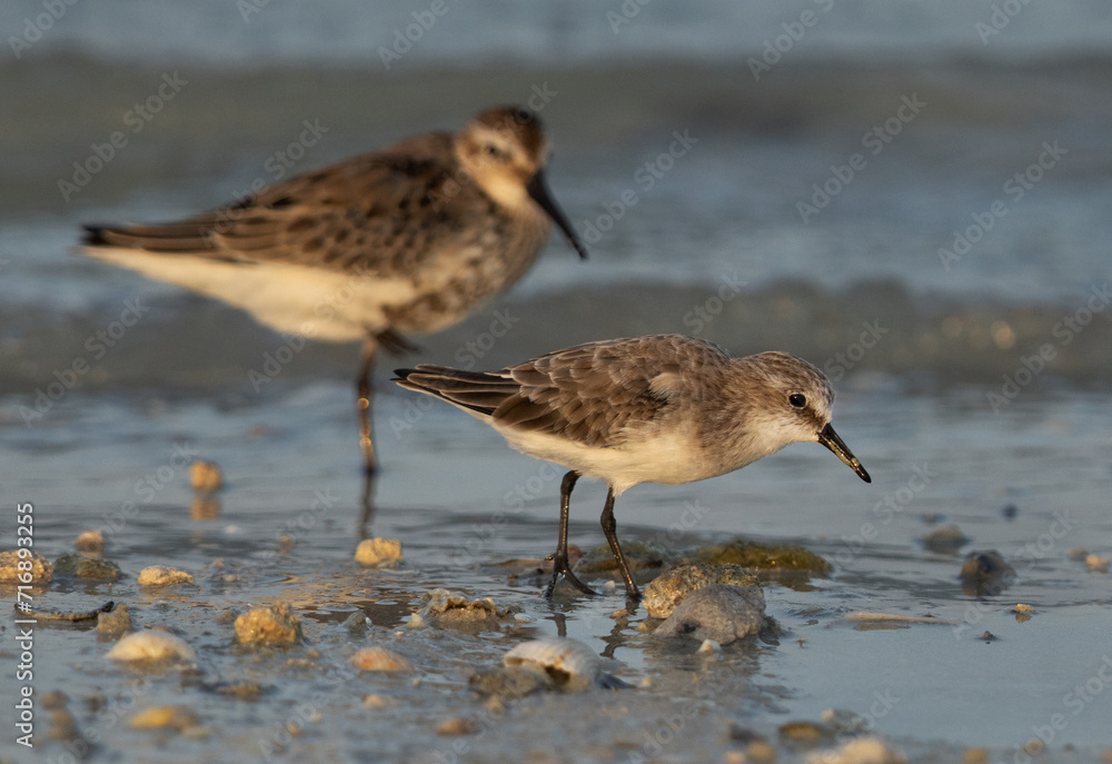 Little Stint feeding at Busaiteen coast of Bahrain with dunlin at the backdrop Little Stint feeding at Busaiteen coast of Bahrain with dunlin at the backdrop
