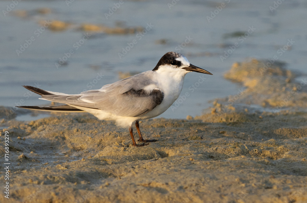 Saunders tern at Busaiteen coast, Bahrain Saunders tern at Busaiteen coast, Bahrain